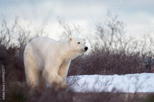 Polar bear near Churchill, Manitoba photo