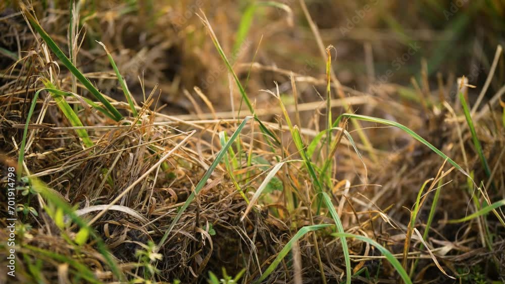 Ears grass in wild field. Untreated soil in agriculture. Weeds difficult to remove. Sunset nature landscape concept Ears grass in wild field. Untreated soil in agriculture. Weeds difficult to remove. Sunset nature landscape concept
