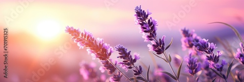 Close-up of lavender at sunset, Design template for lifestyle illustration. photo