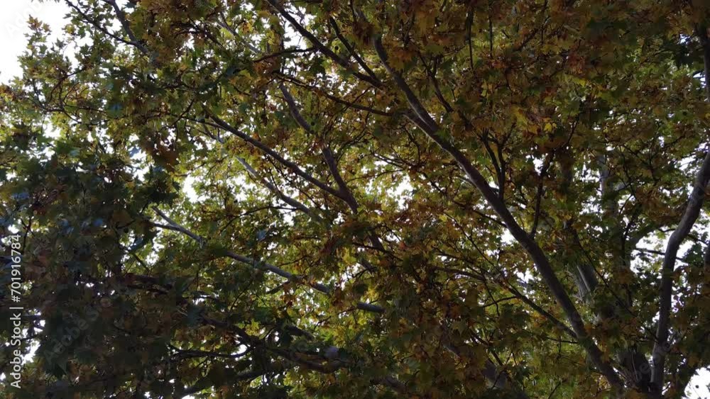 Autumn leaves sway from the movement of the wind Autumn leaves sway from the movement of the wind