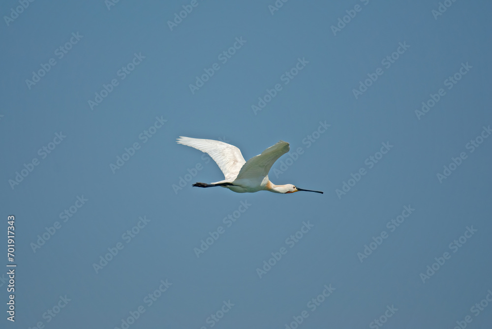 Eurasian Spoonbill, Platalea leucorodia, flying in the sky in Lake Burdur, Turkey. Eurasian Spoonbill, Platalea leucorodia, flying in the sky in Lake Burdur, Turkey.