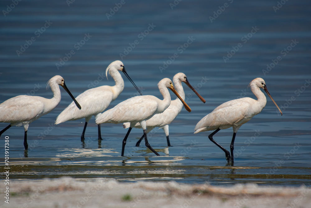 Obraz premium A group of Eurasian Spoonbill, Platalea leucorodia, in Lake Burdur, Turkey.