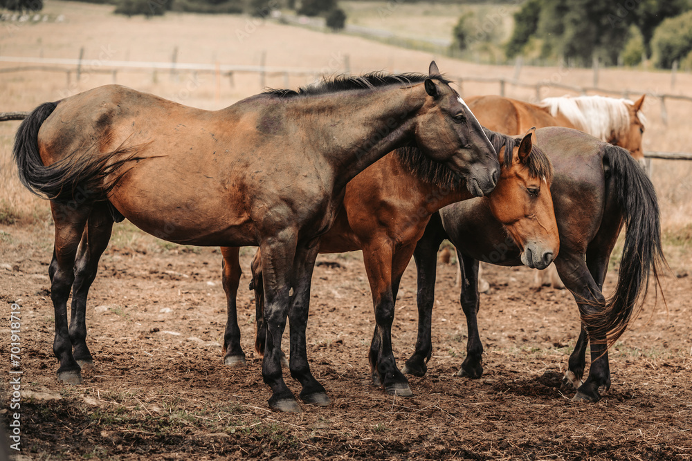 Group of horses outdoor in ranch