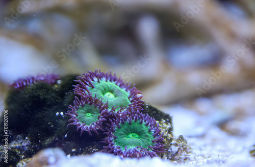 Korallen und Anemonen  Krustenanemonen in einem Meerwasseraquarium.