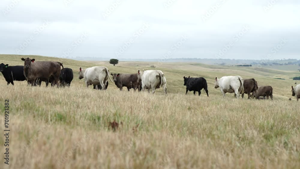 Australia cows in a field grazing on pasture in a dry summer drought. sustainable beef cattle in a agricultural farm. cow farming Australia cows in a field grazing on pasture in a dry summer drought. sustainable beef cattle in a agricultural farm. cow farming