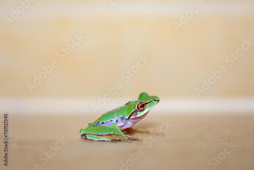 Aufnahme eines grünen Frosch. photo