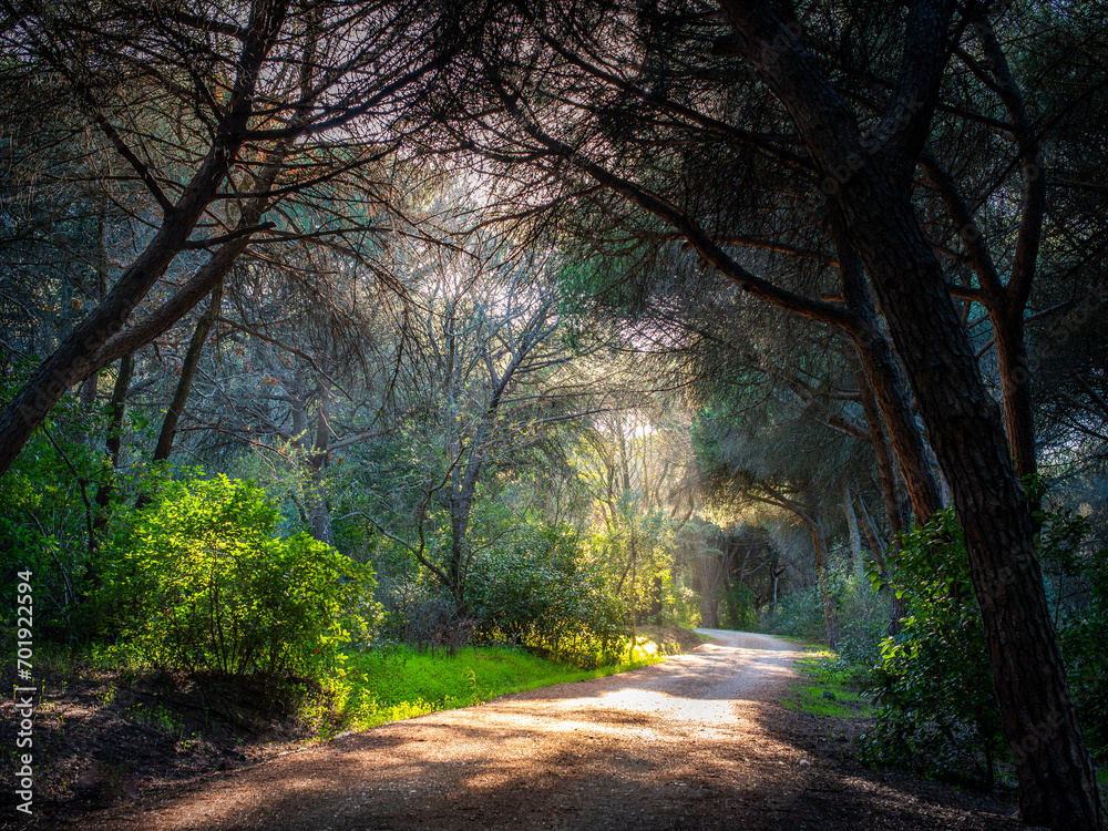 Fototapeta premium Caminhos de floresta