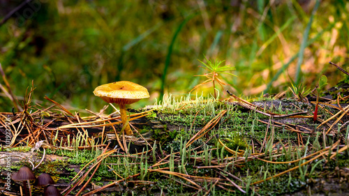 Lactarius mushroom on the coniferous forest floor photo