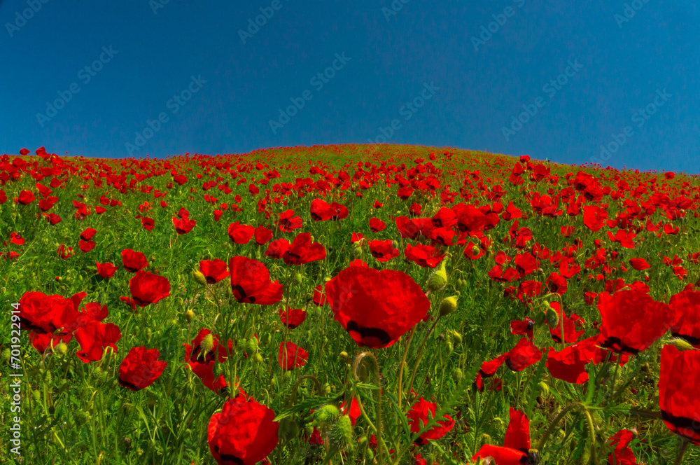 Vivid red poppies blanket the field, bold contrast against a deep blue sky, nature's splendor on display.