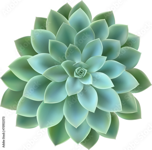 Succulent plant isolated. Close up of a teal cactus. Succulent bloom. Background for invitation of greeting card template, cover, web design
