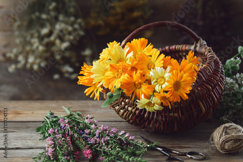 Basket of healthy calendula medicinal herbs. Marigold flowers, heather and hyssop bunches, medicinal herbs on background. Alternative herbal medicine. photo