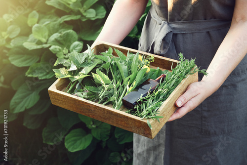Woman holding in her hands wooden crate filled of medicinal plants.  Herbalist collects healthy herbs on a meadow. Herbalism, alternative herbal medicine concept. photo