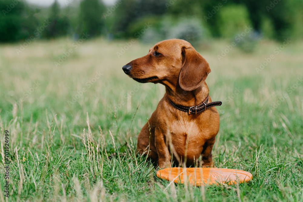 A smooth red dachshund with orange rubber frisbee on the grass.	