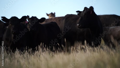 cows eating in a field on farmland on an agricultural farm in summer