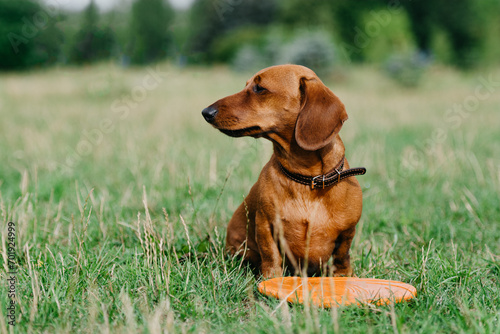 A smooth red dachshund with orange rubber frisbee on the grass. 