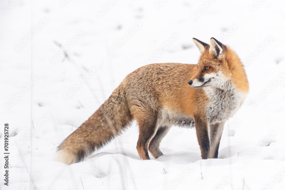 Fuchs im Schnee - obrazy, fototapety, plakaty 