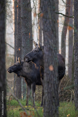 mooses in the forest