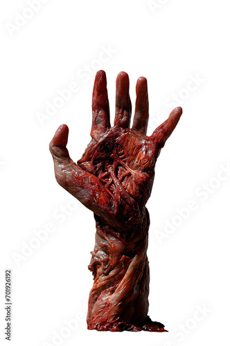 Bloody zombie flesh hand reaching up - Halloween concept - Premium pen tool cutout transparent PNG background - open palm and arm visible - reaching up for help - rotting skin after a pandemics
