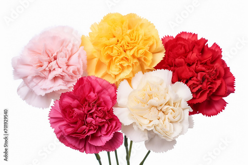 Carnations In various colors, from red to white or yellow, white background , isolated,