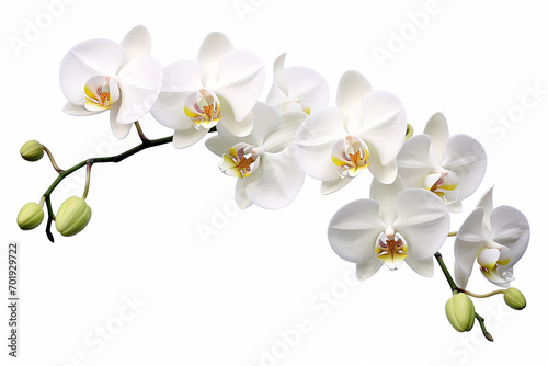 Orchid  white background  isolated  beautiful flower  white plant 