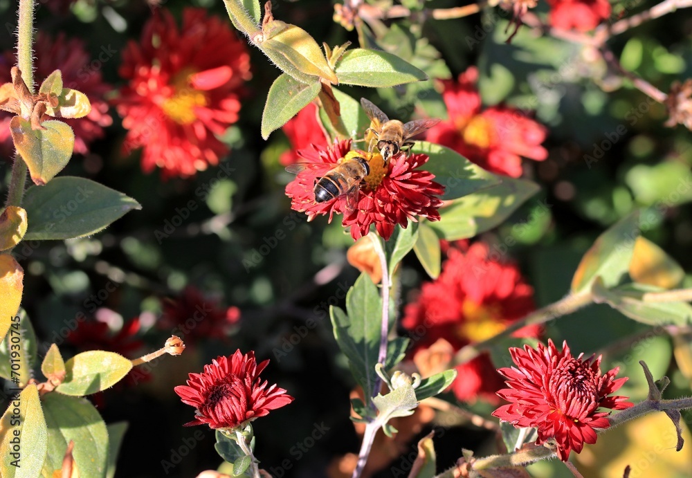 Asters of different colors bloom in early autumn. Bees enjoy collecting nectar from these beautiful flowers. Asters of different colors bloom in early autumn. Bees enjoy collecting nectar from these beautiful flowers.