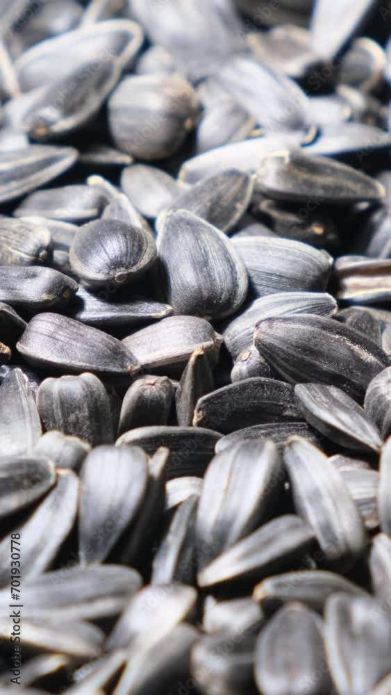 Ripe black sunflower seeds spinning in a circle. Harvesting in autumn. Vertical video Ripe black sunflower seeds spinning in a circle. Harvesting in autumn. Vertical video