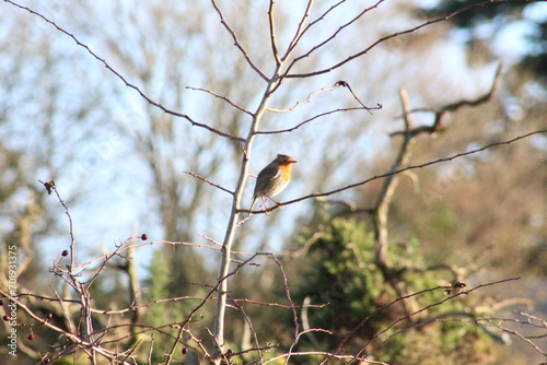 Robin stood on a tree branch