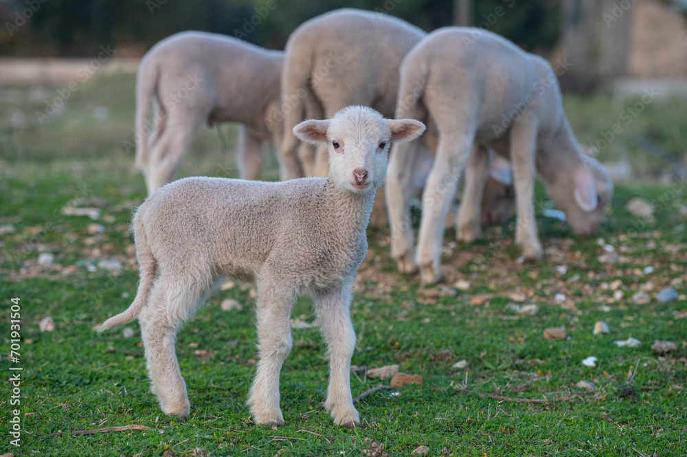 Newborn white coloured lambs are being fed in the field. Newborn white coloured lambs are being fed in the field.