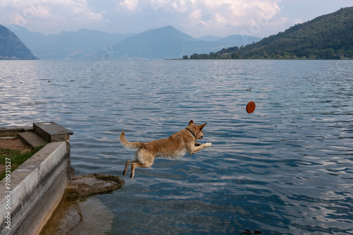 Hund springt ins Wasser photo