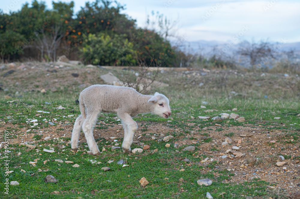 Obraz premium Newborn white coloured lambs are being fed in the field.