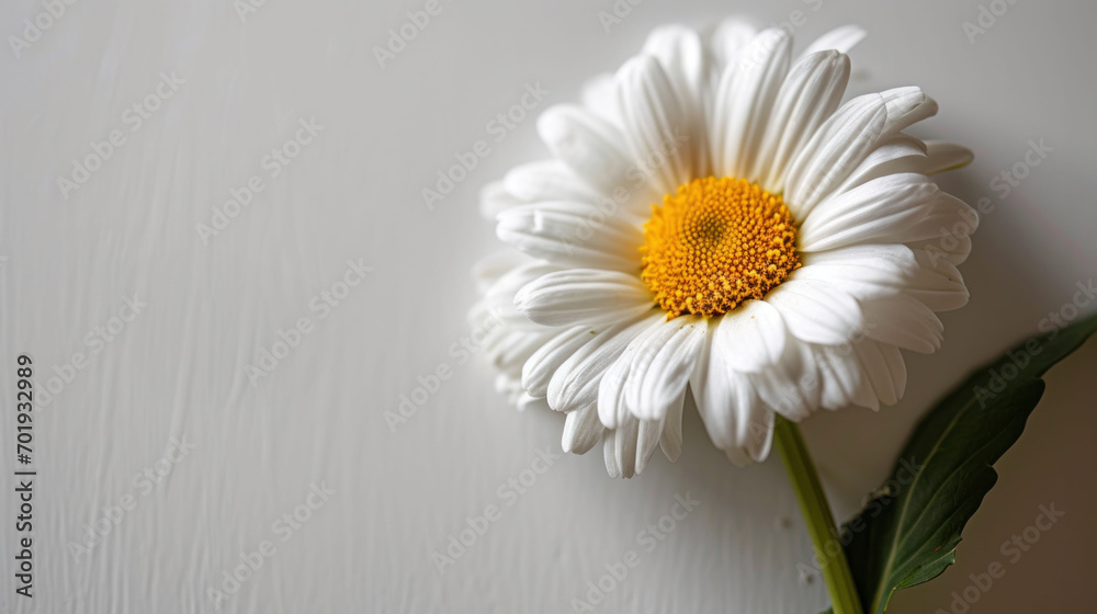 A solitary white daisy with a vibrant yellow center stands against a soft grey backdrop, highlighting simplicity and natural beauty.