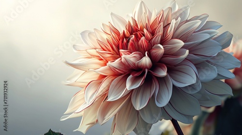 A vibrant dahlia flower captures the golden sunlight  its intricate petals unfolding in a display of natural splendor and vitality.
