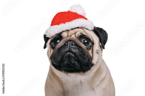 Cute pug in a red hat looks at the camera. Portrait of a pug, isolated on a white background. © MZaitsev