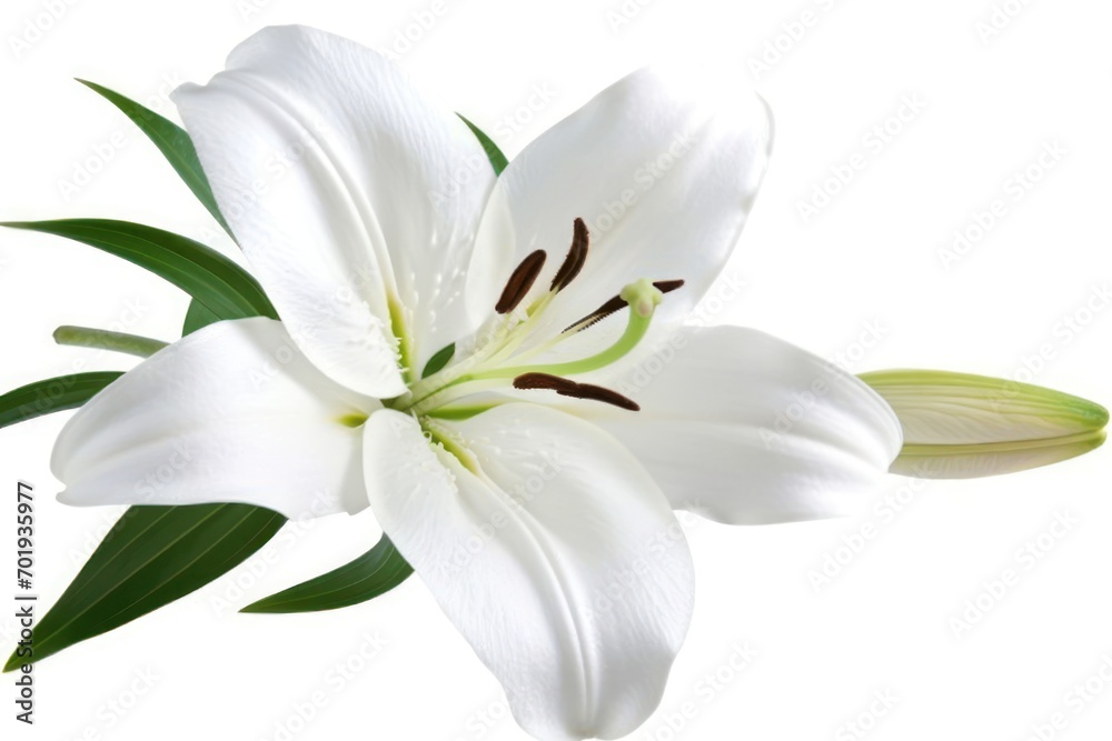 Fototapeta premium A pristine white Easter lily bloom is displayed with its delicate petals open, revealing the prominent pistil and stamen, set against a white background.