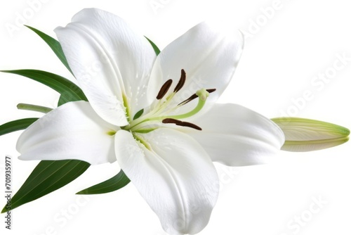 A pristine white Easter lily bloom is displayed with its delicate petals open, revealing the prominent pistil and stamen, set against a white background. © Ярослава Малашкевич