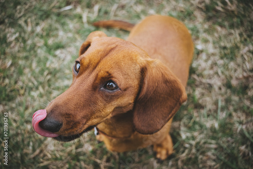 A small red dachshund licks its nose while sitting on the grass.