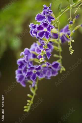 Purple flowers in bloom
