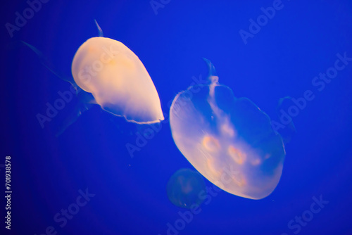 Jelly fish with a blue background