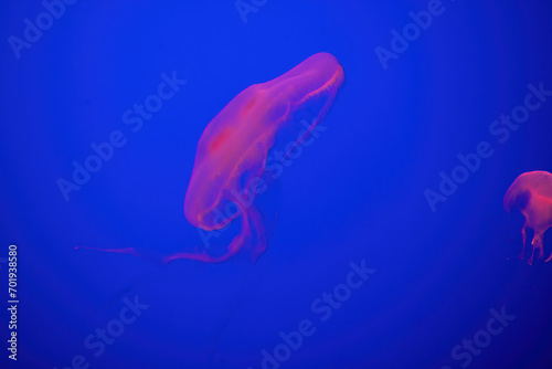 Jelly fish with a blue background © Allen Penton
