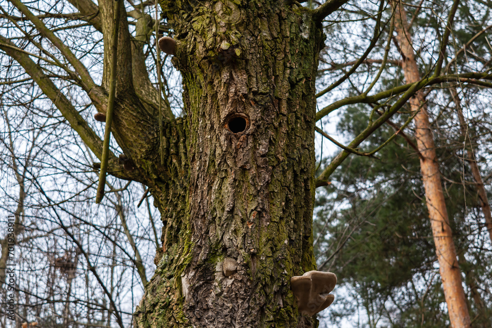 Mała dziupla w drzewie