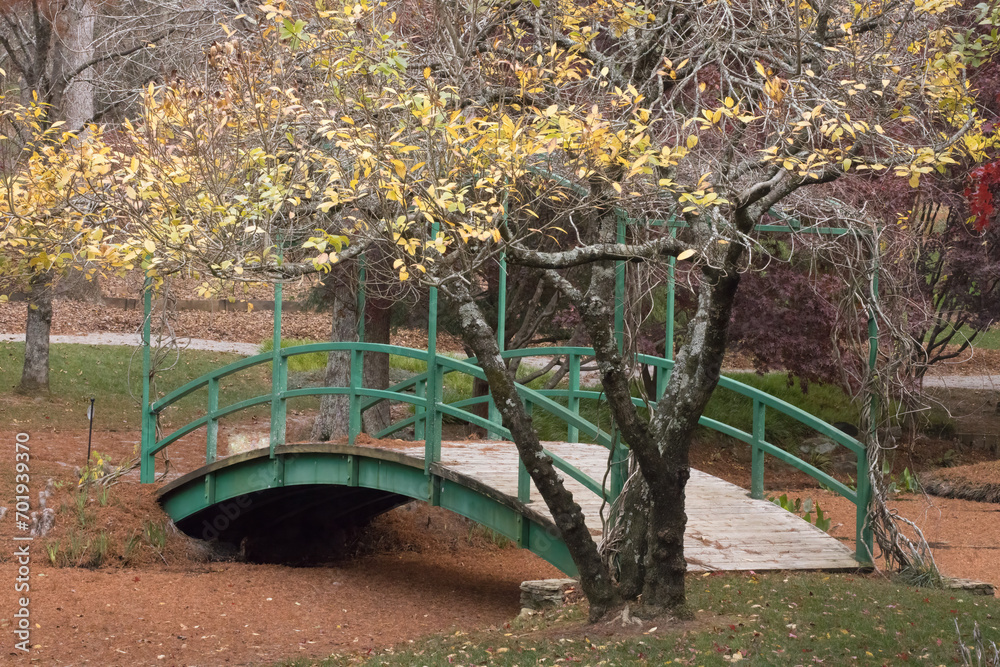 Autumn tree with an arched  bridge
