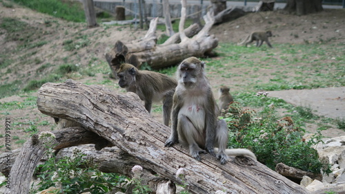 Affe auf Baumstamm
