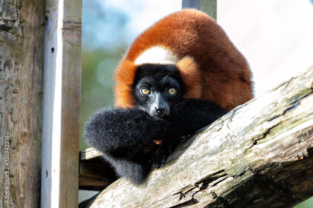 Fototapeta premium Red Ruffed Lemur (Varecia rubra) Outdoors