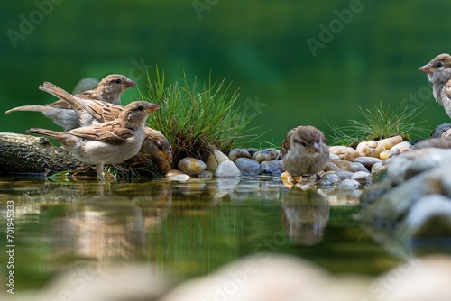 Fotografi Five young house sparrows by the water of a bird watering hole