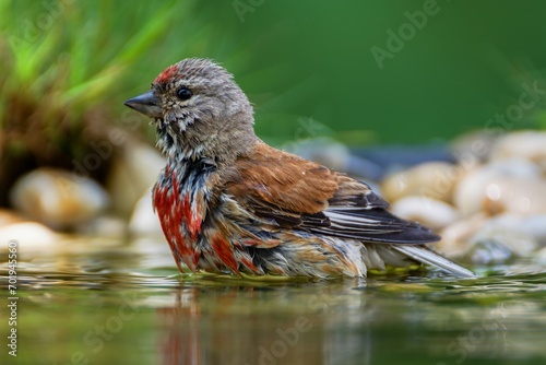 Linnet, Carduelis cannabina, male rests in the water of a bird watering hole. Czechia.  photo