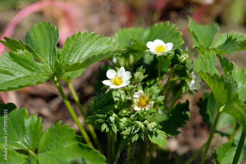 Erdbeerblüte - Erdbeeren blühen im Frühjahr