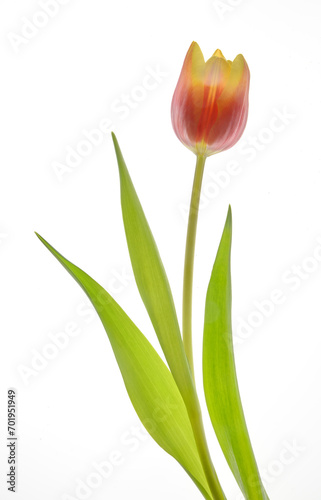 Tulpe