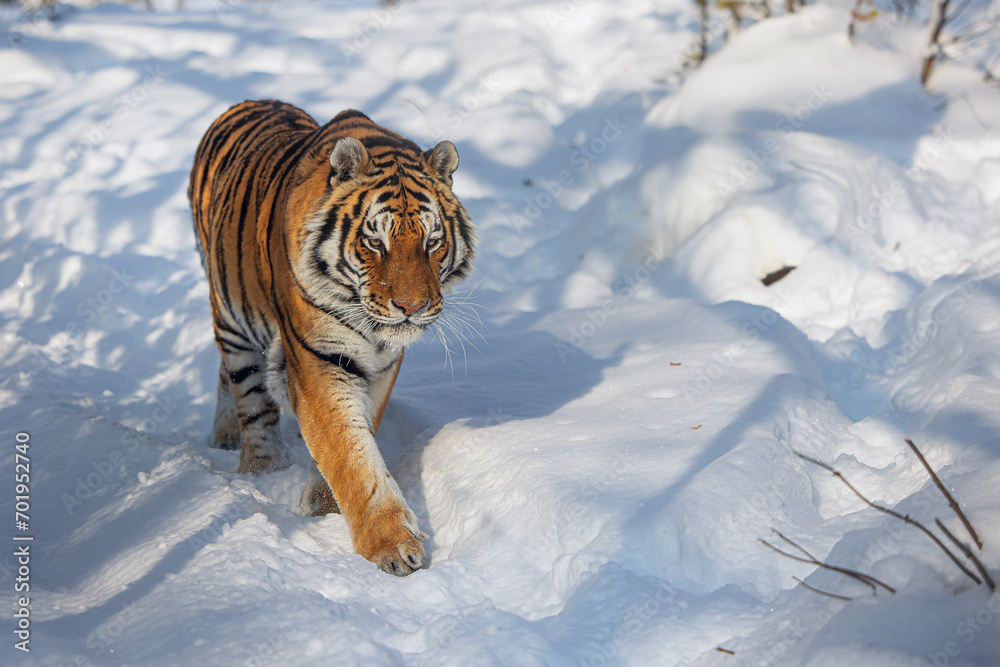 Obraz premium Siberian tiger (Panthera tigris tigris) approaching with snow