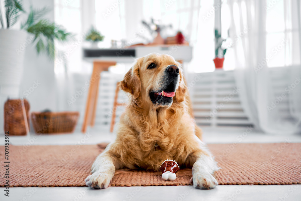 Pet at home. Pedigree golden retriever lying on soft brown carpet with new toy and looking up. Adorable domestic animal waiting for friendly owner to play together. Pet at home. Pedigree golden retriever lying on soft brown carpet with new toy and looking up. Adorable domestic animal waiting for friendly owner to play together.