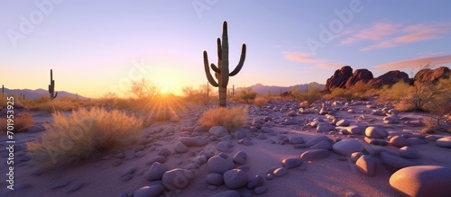 Beautiful sunrise between boulders and light saguaro cactus, orange purple, blue.